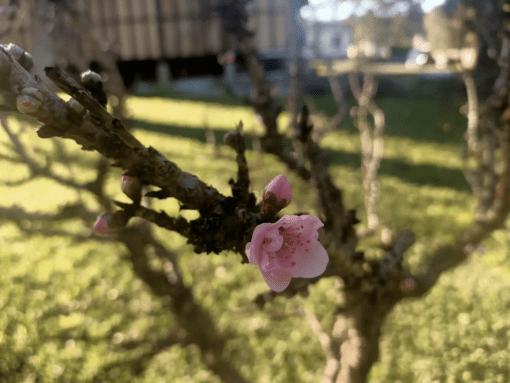 peach flower sustainable play